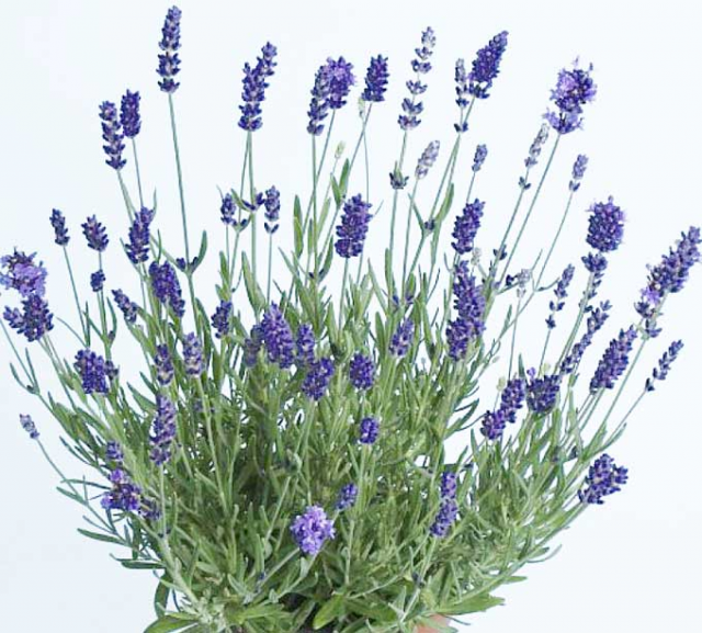 Vasetto di Lavanda 