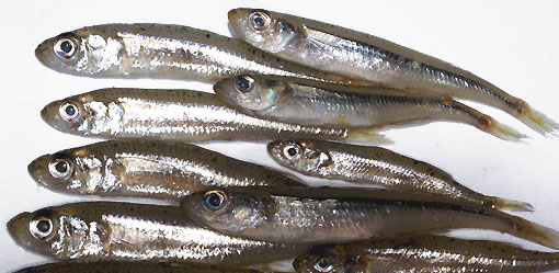 LATTERINI 0 ARGENTINI 1KG